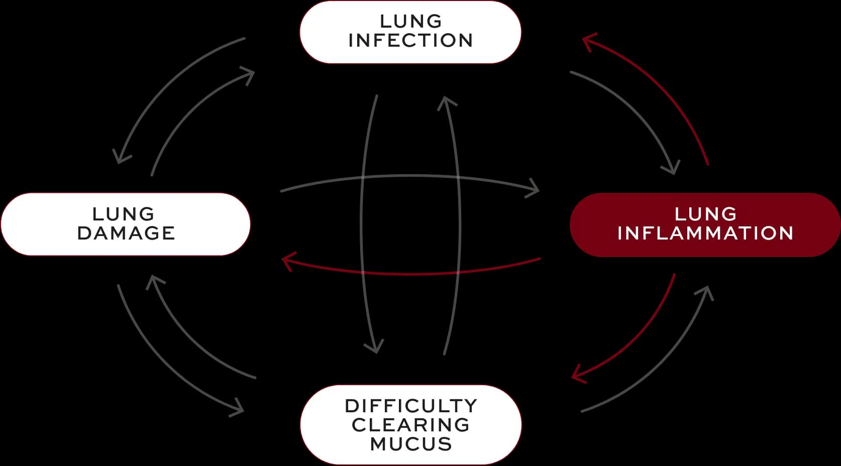 Bronchiectasis (BE) interconnected factors—lung inflammation