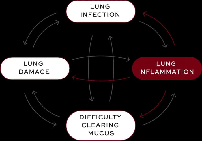 Bronchiectasis (BE) interconnected factors—lung inflammation