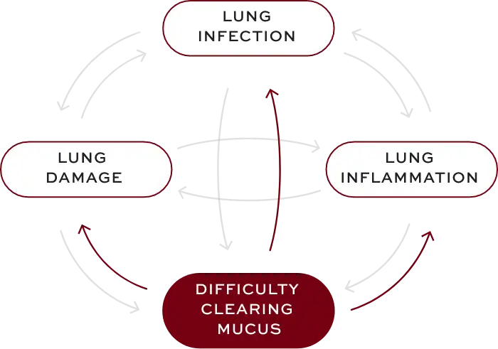 Bronchiectasis (BE) interconnected factors—difficulty clearing mucus