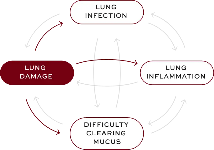 Bronchiectasis (BE) interconnected factors—lung damage