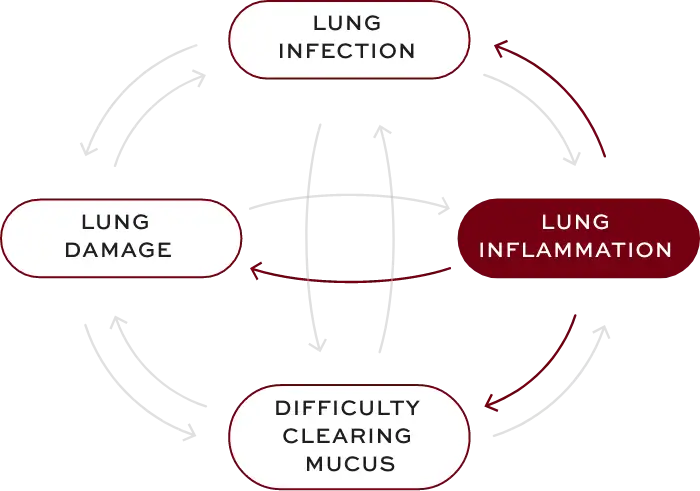 Bronchiectasis (BE) interconnected factors—lung inflammation